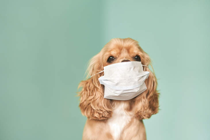 How To Protect Your Dog From Coronavirus!