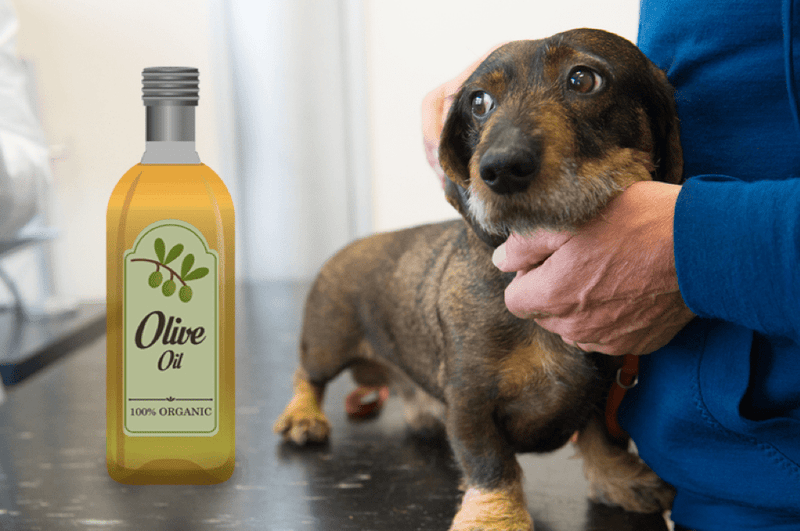 Eight Super Health Benefits of Olive Oil
