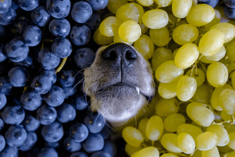 Eleven Foods That Are Toxic For Your Dog!